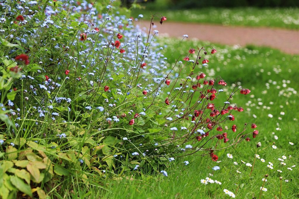 Blue and red wildflowers with white weeds