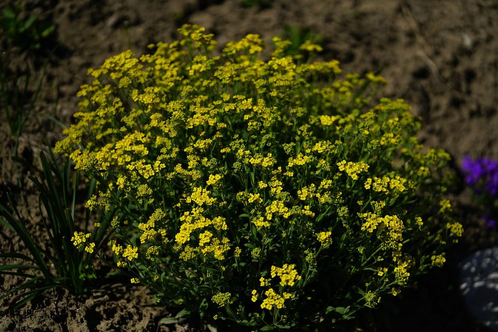 Yellow sweet alyssum flowers