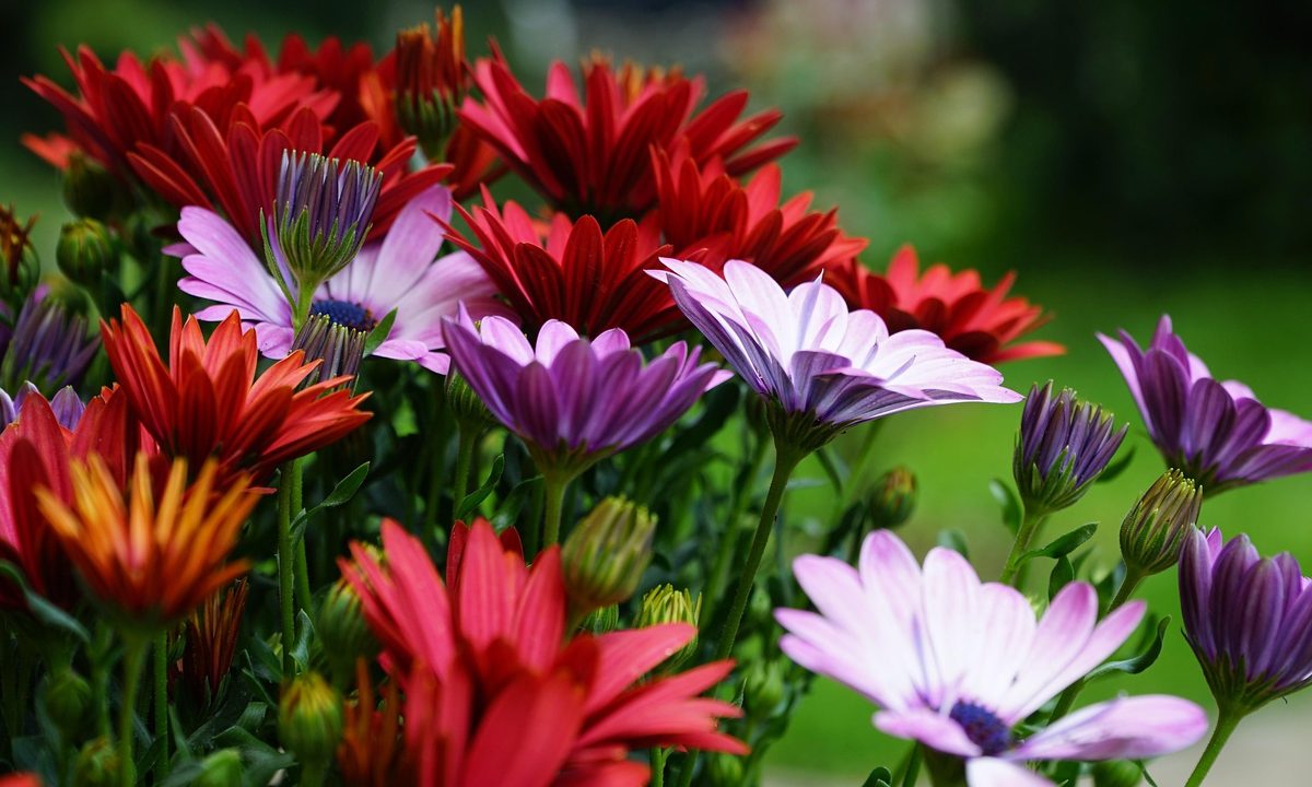 African daisies in red, white, and purple.