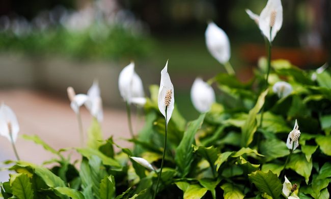Peace lilies outdoors with yellow leaves