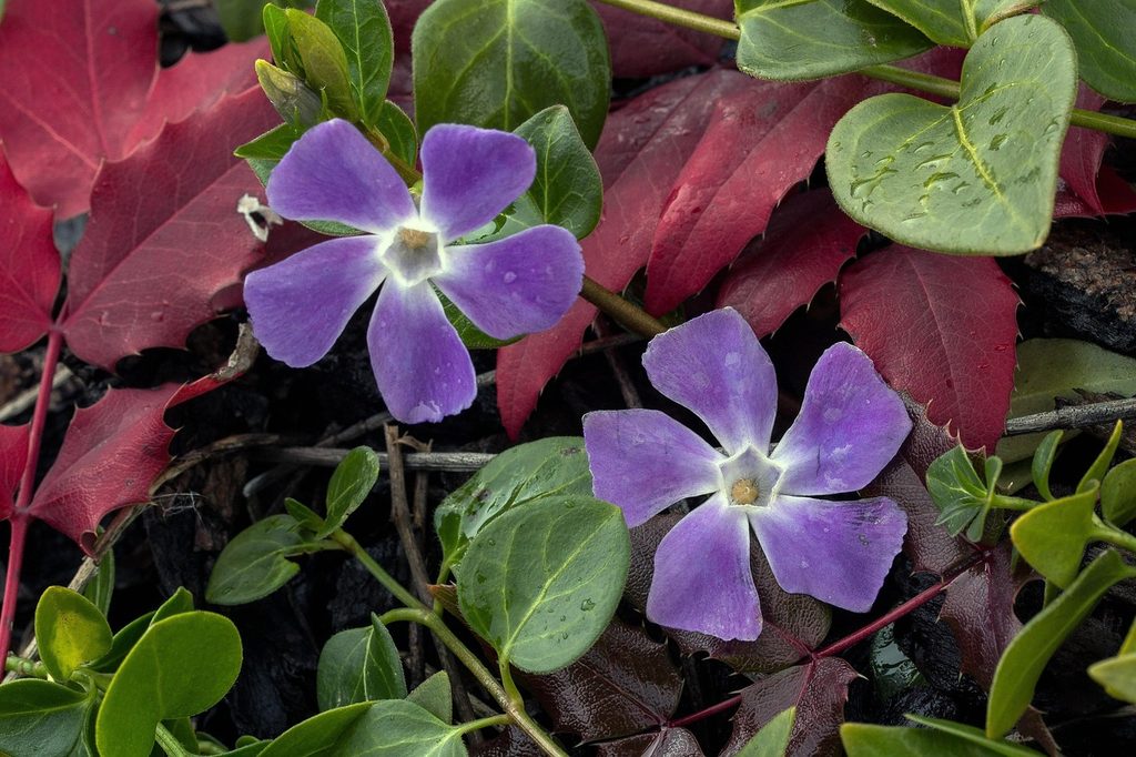 Purple vinca minor (periwinkle) flowers