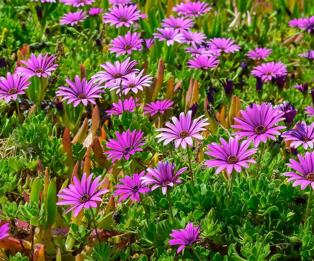 Purple african daisy flowers