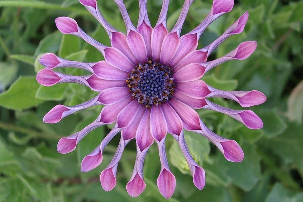 Purple Spoons African daisy flower