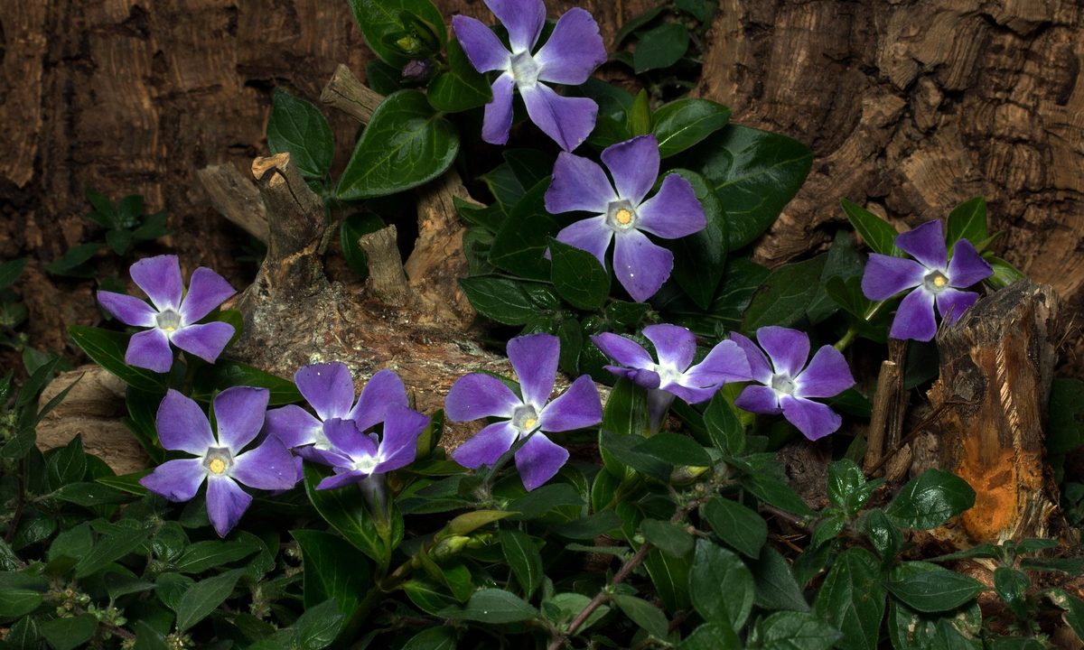 Purple vinca minor (periwinkle) flowers
