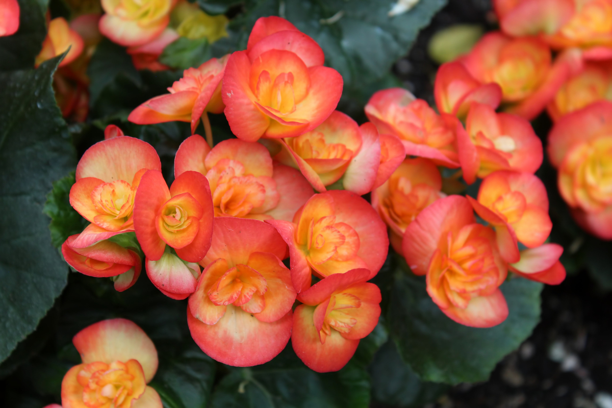 Begonia blooms side by side on table
