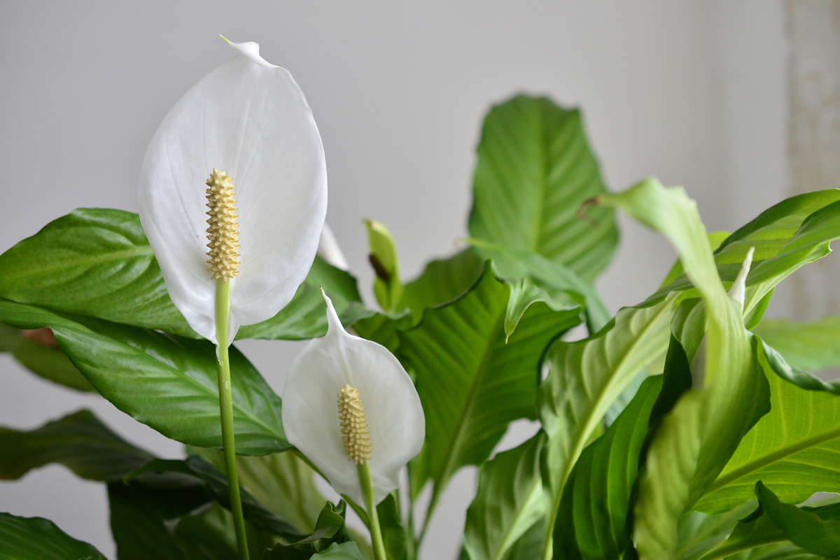 A close-up of flowering peace lilies