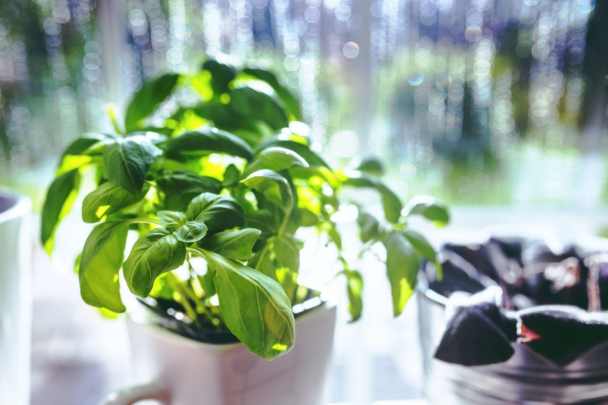 Small basil plant growing in a coffee mug
