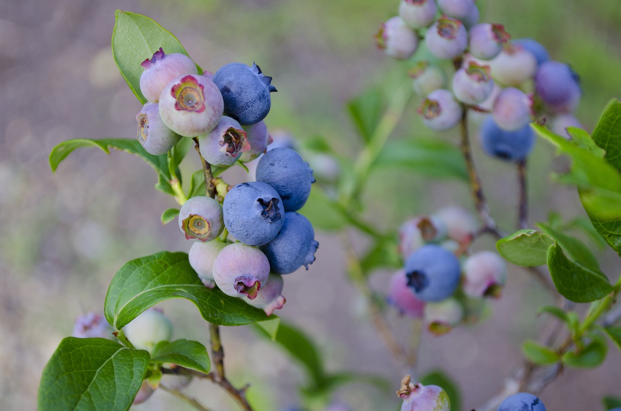 Stems with clusters of blueberries ripening