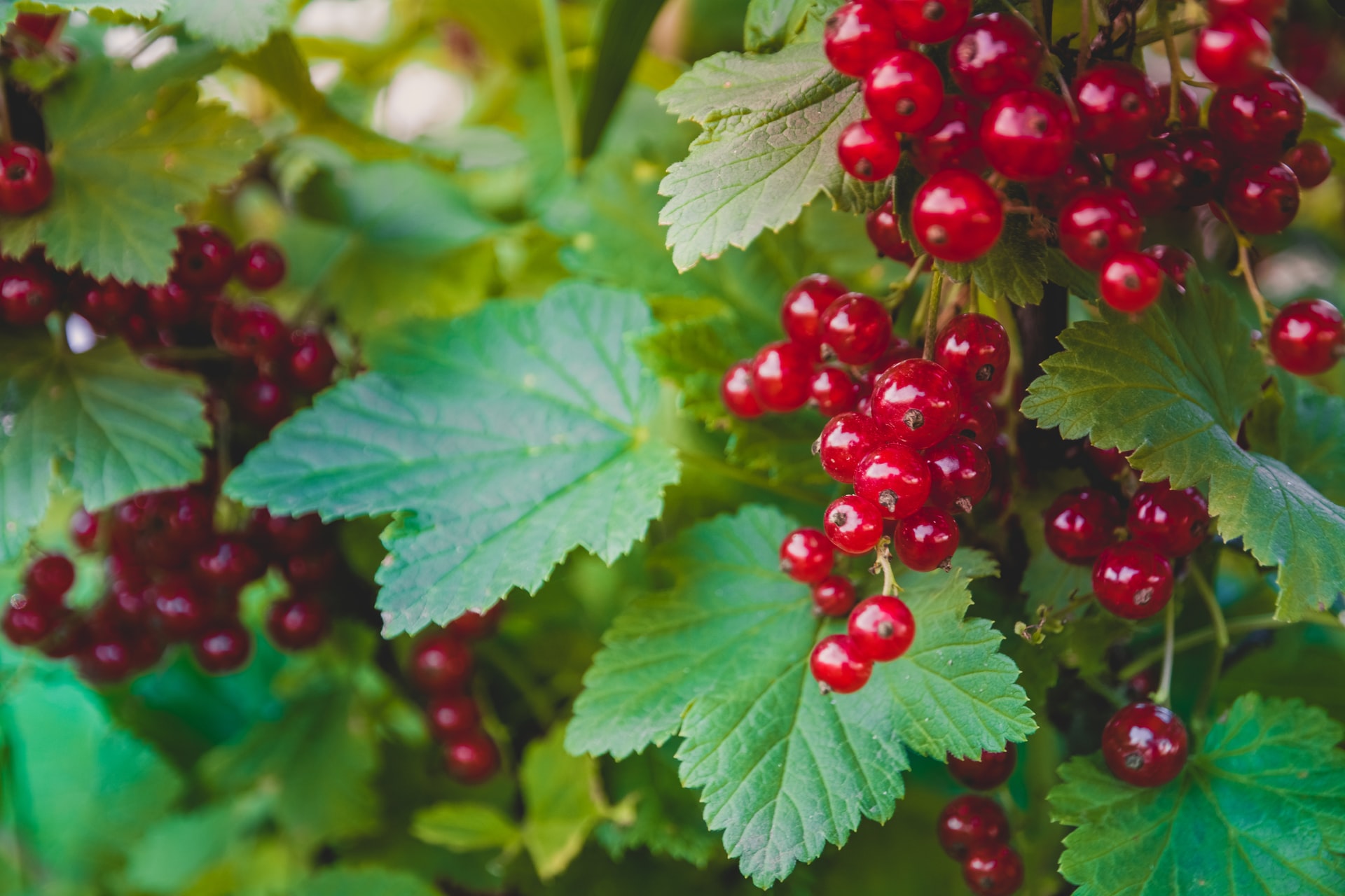 Bunches of red currants on vine