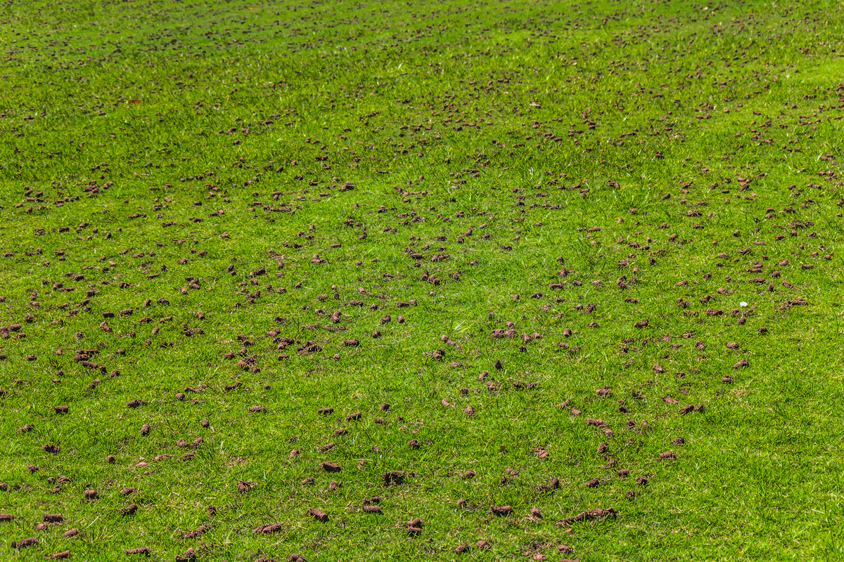 A lawn with several rows of small holes