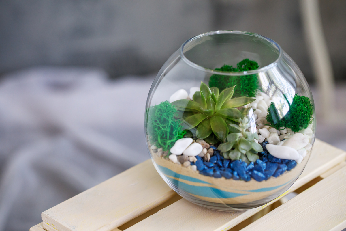 A succulent terrarium
