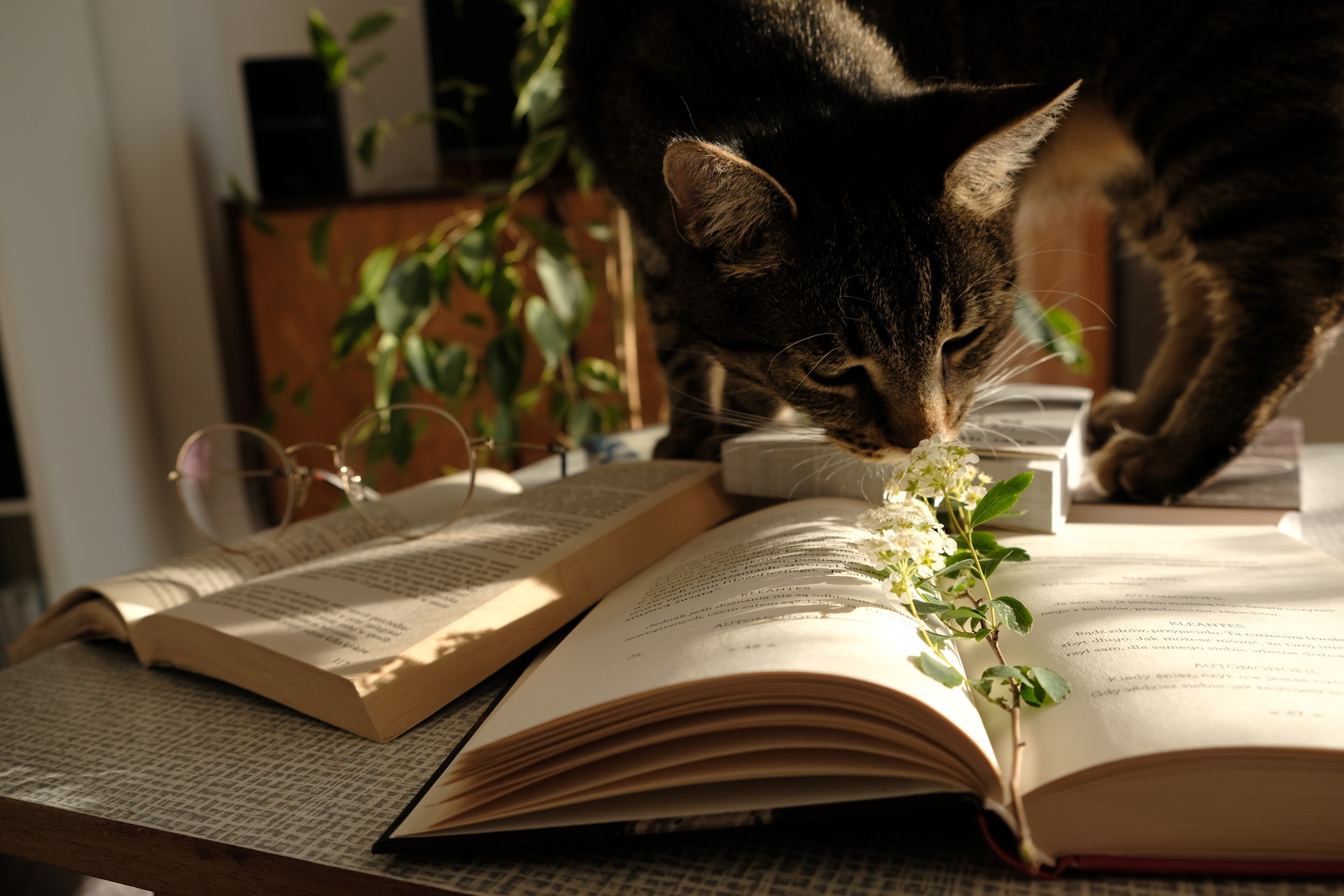 Cat chewing on plant