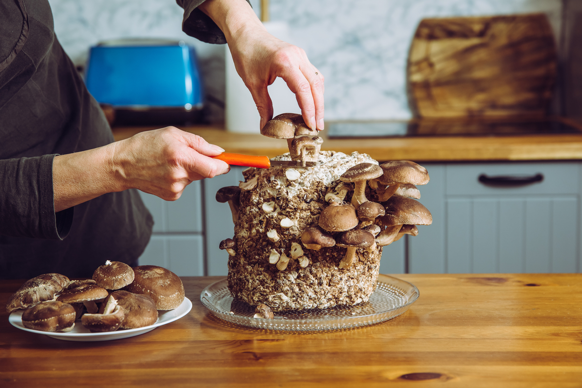 A woman harvesting shitake mushrooms in a kitchen