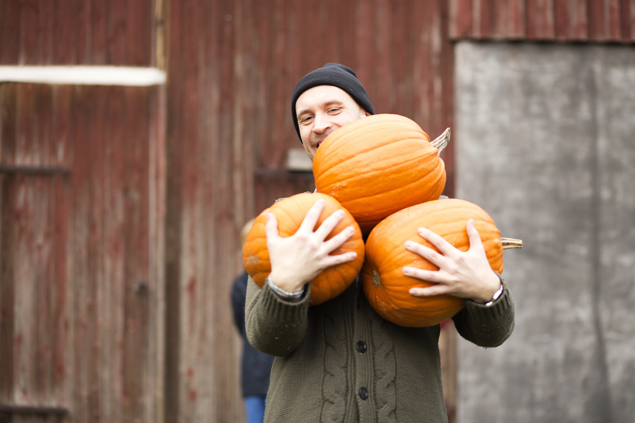 Harvest pumpkins