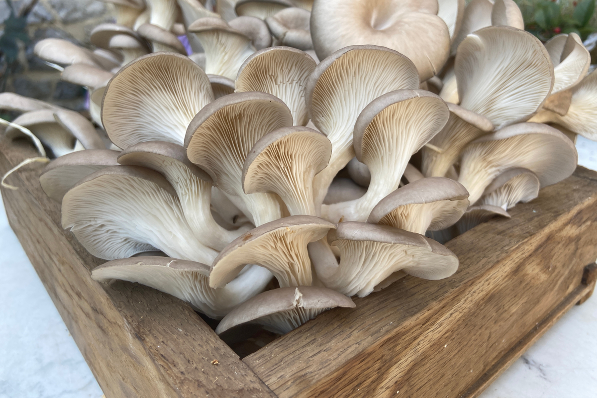 Oyster mushrooms growing in a box