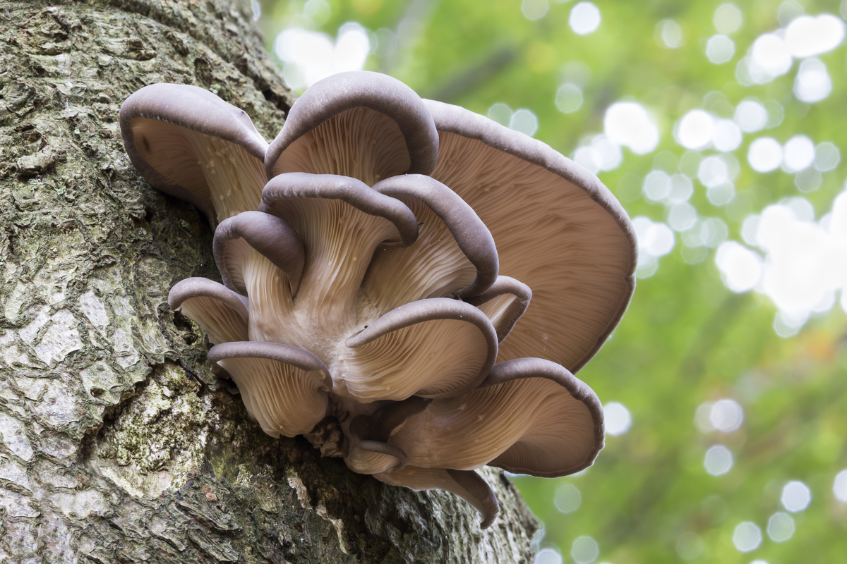 Oyster mushrooms growing on a tree