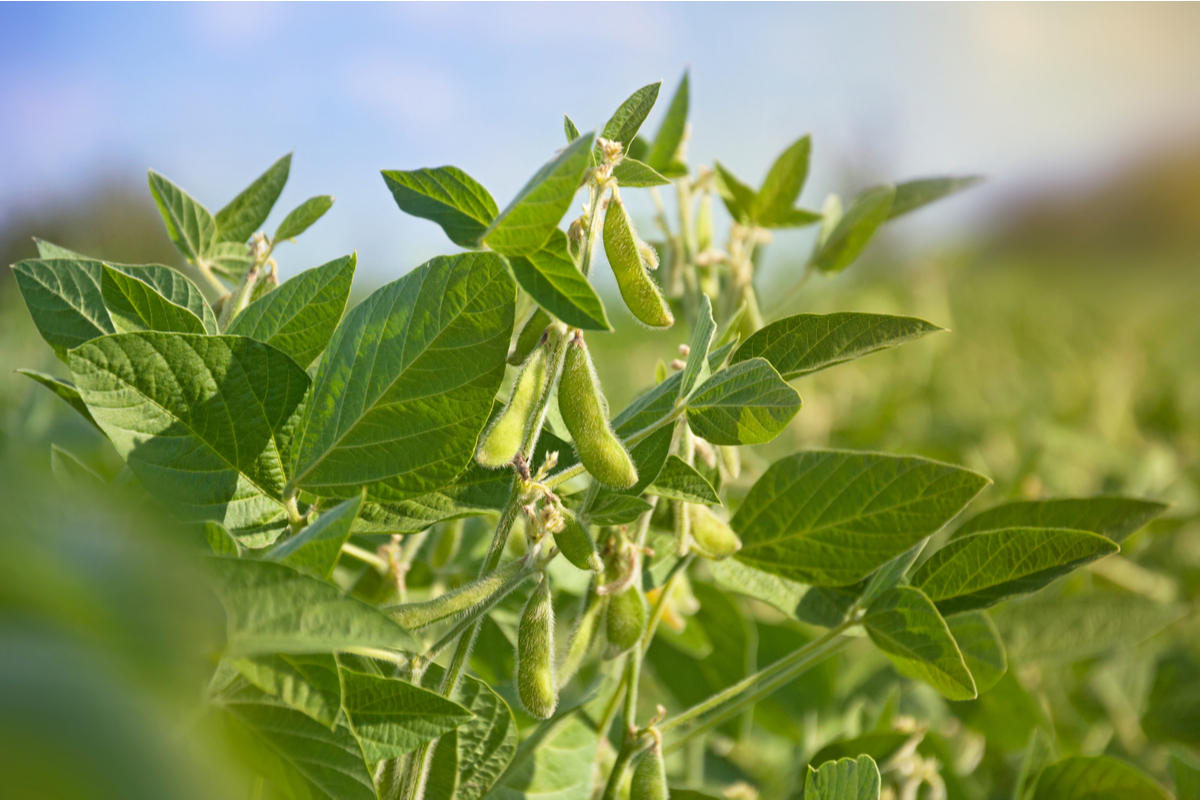 Green soybean pods growing on the plants