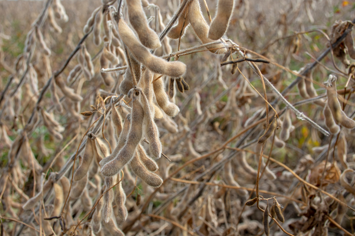 Mature brown soybean pods growing on brown, dry plants