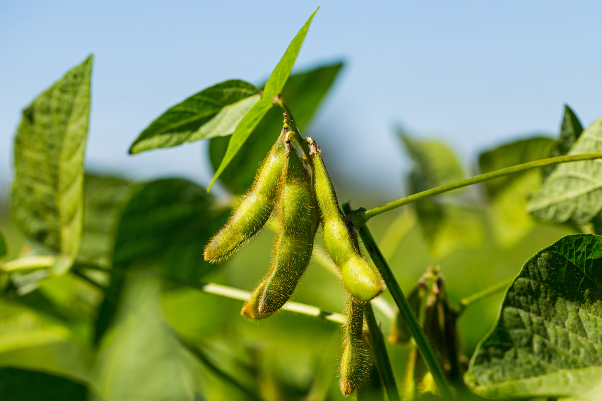 Green soybean pods growing on the plant
