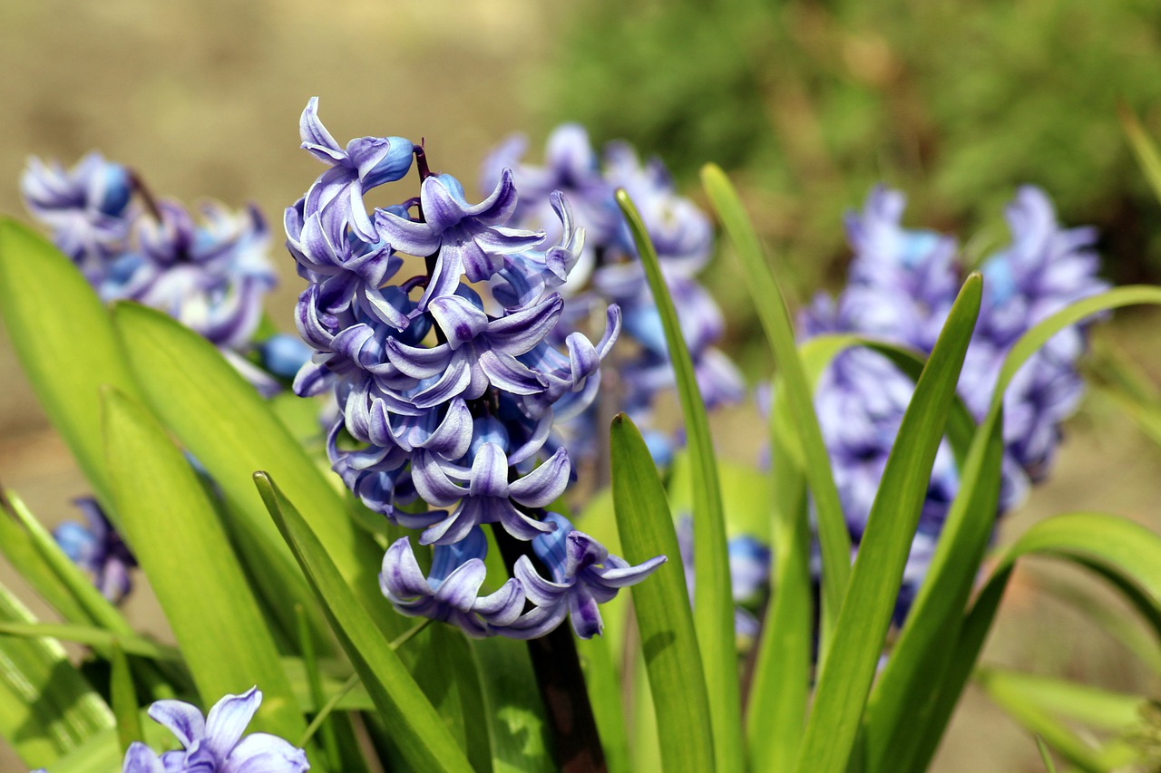 A cluster of dark blue and white striped hyacinths