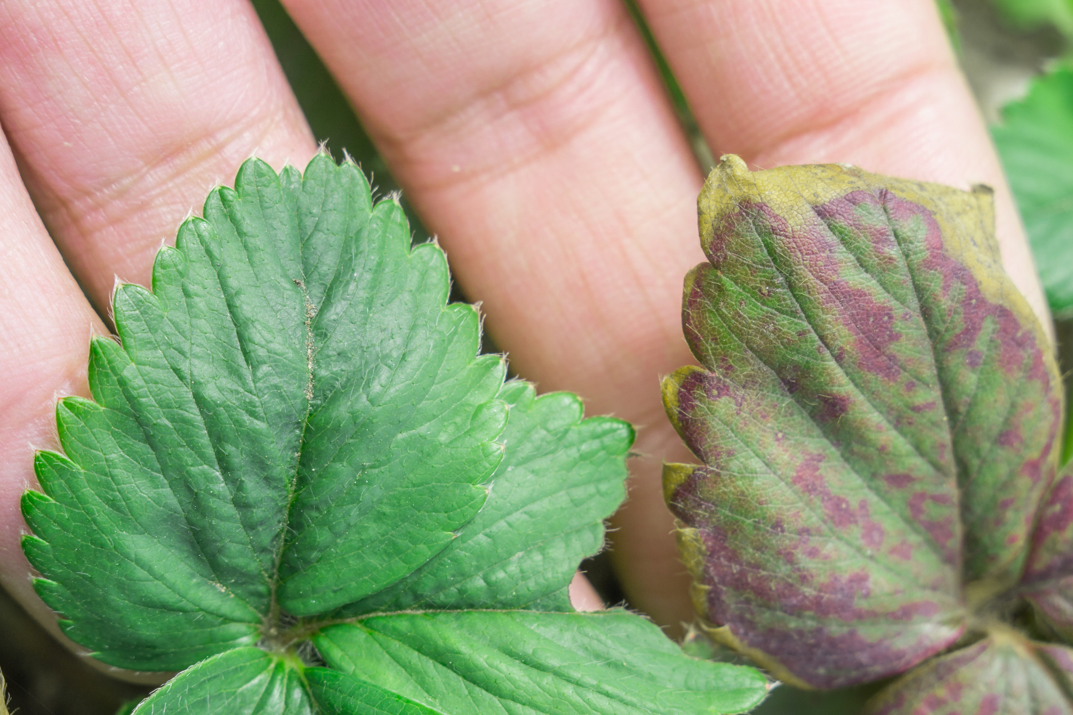 Gray mold on strawberry leaves