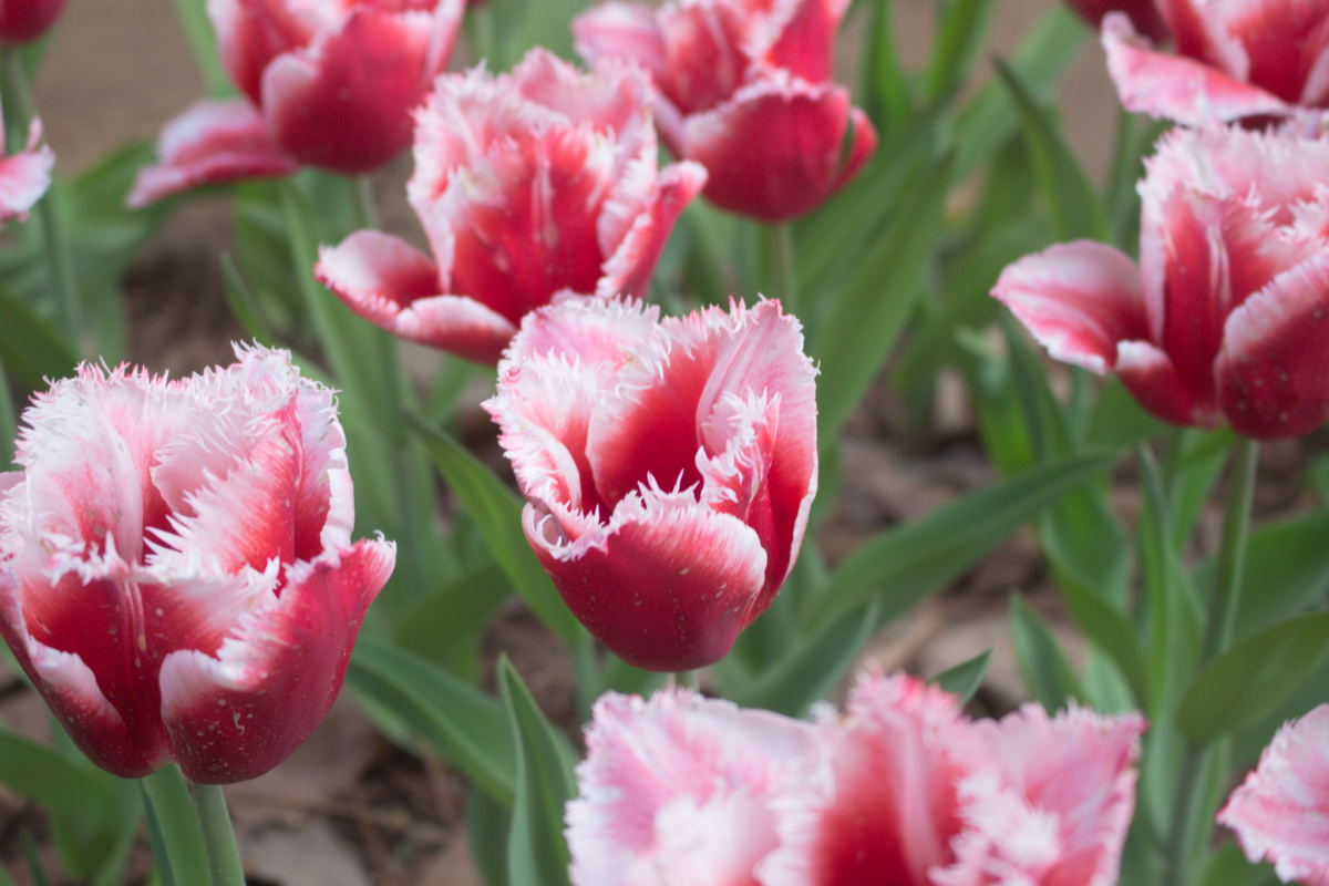 Canasta tulips