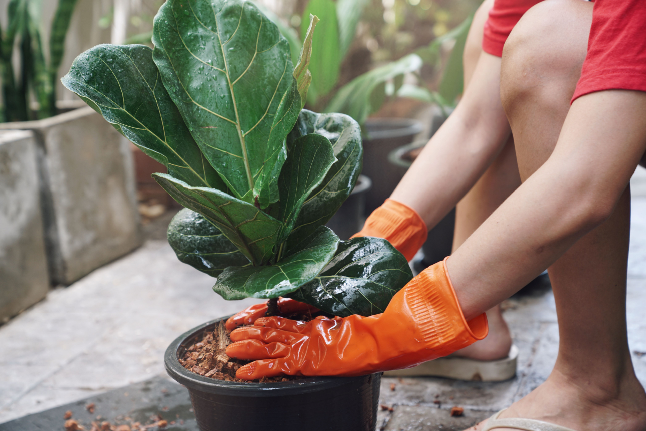 Potting a fiddle-leaf fig
