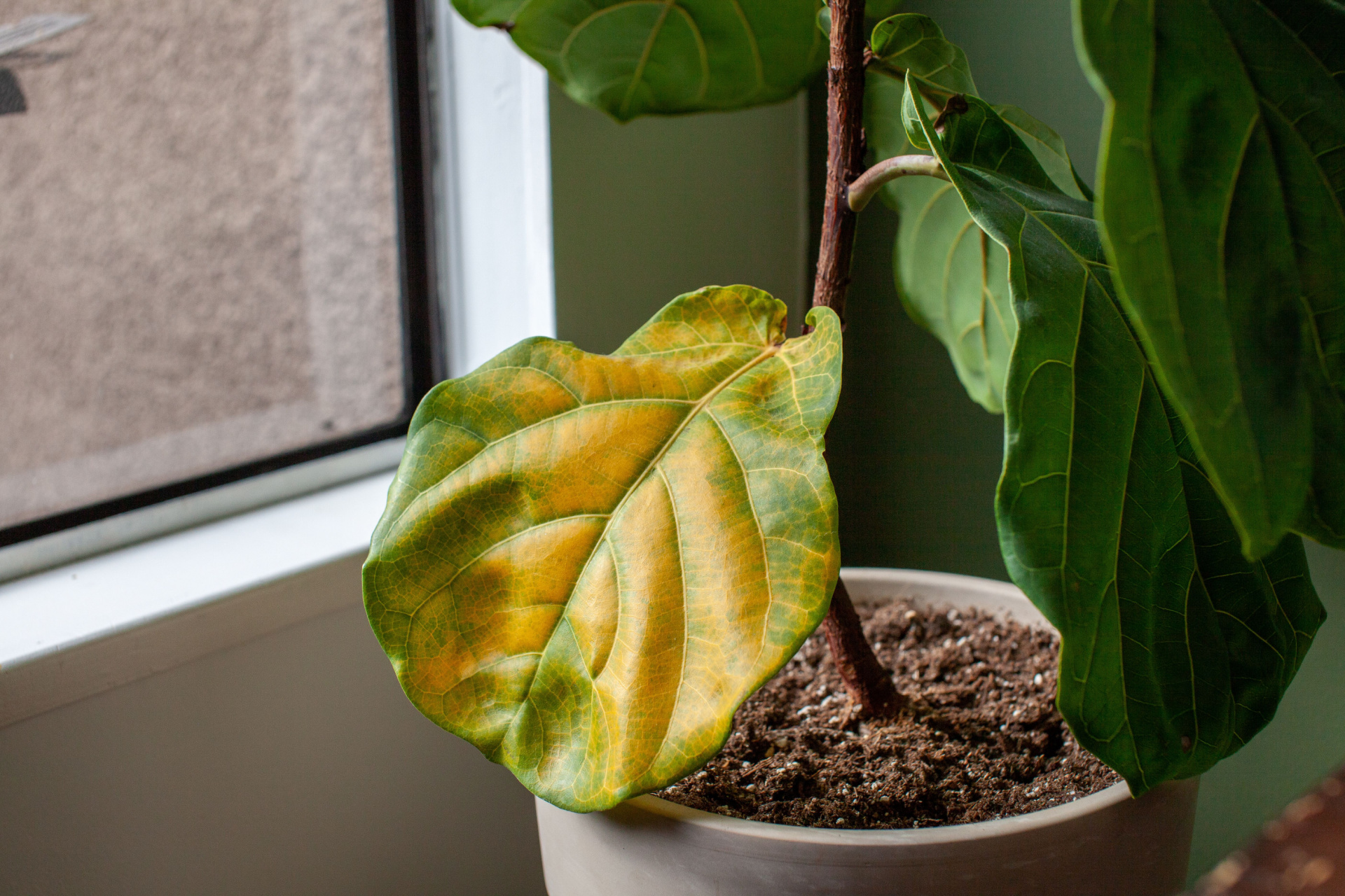 A ficus plant with a yellow leaf
