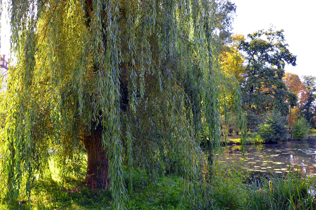 A weeping willow tree growing beside a river or pond