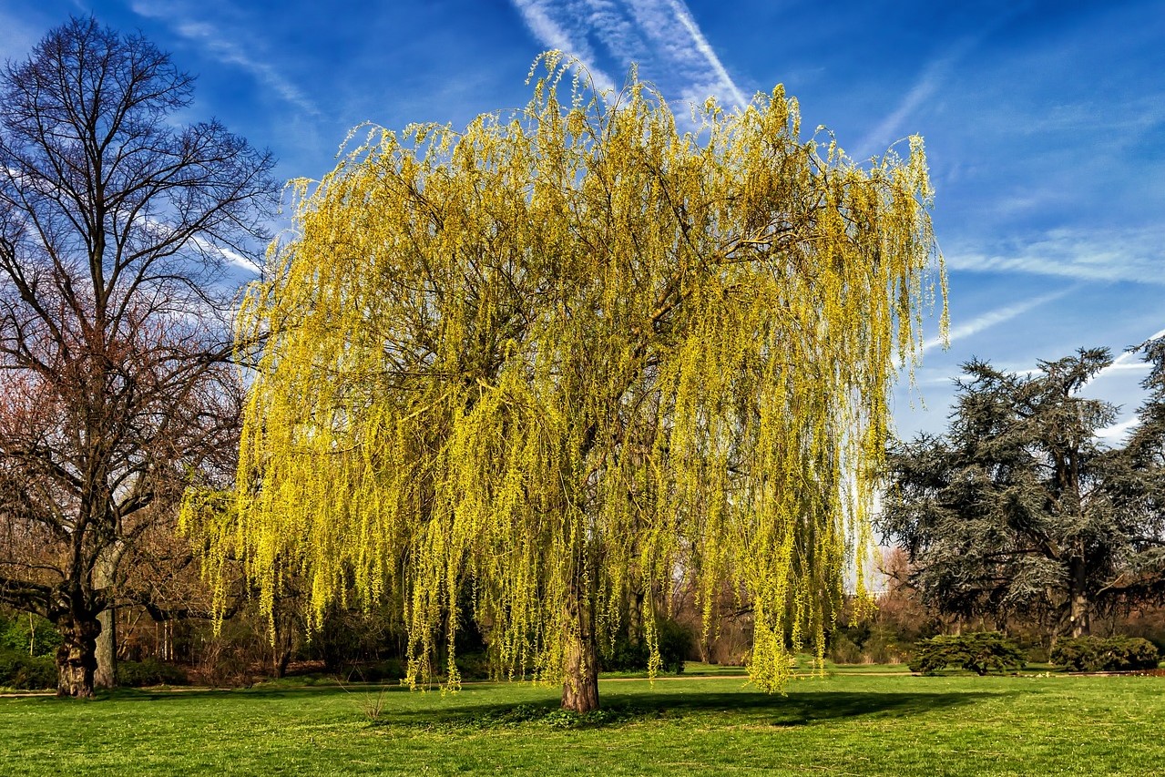A weeping willow tree in a field