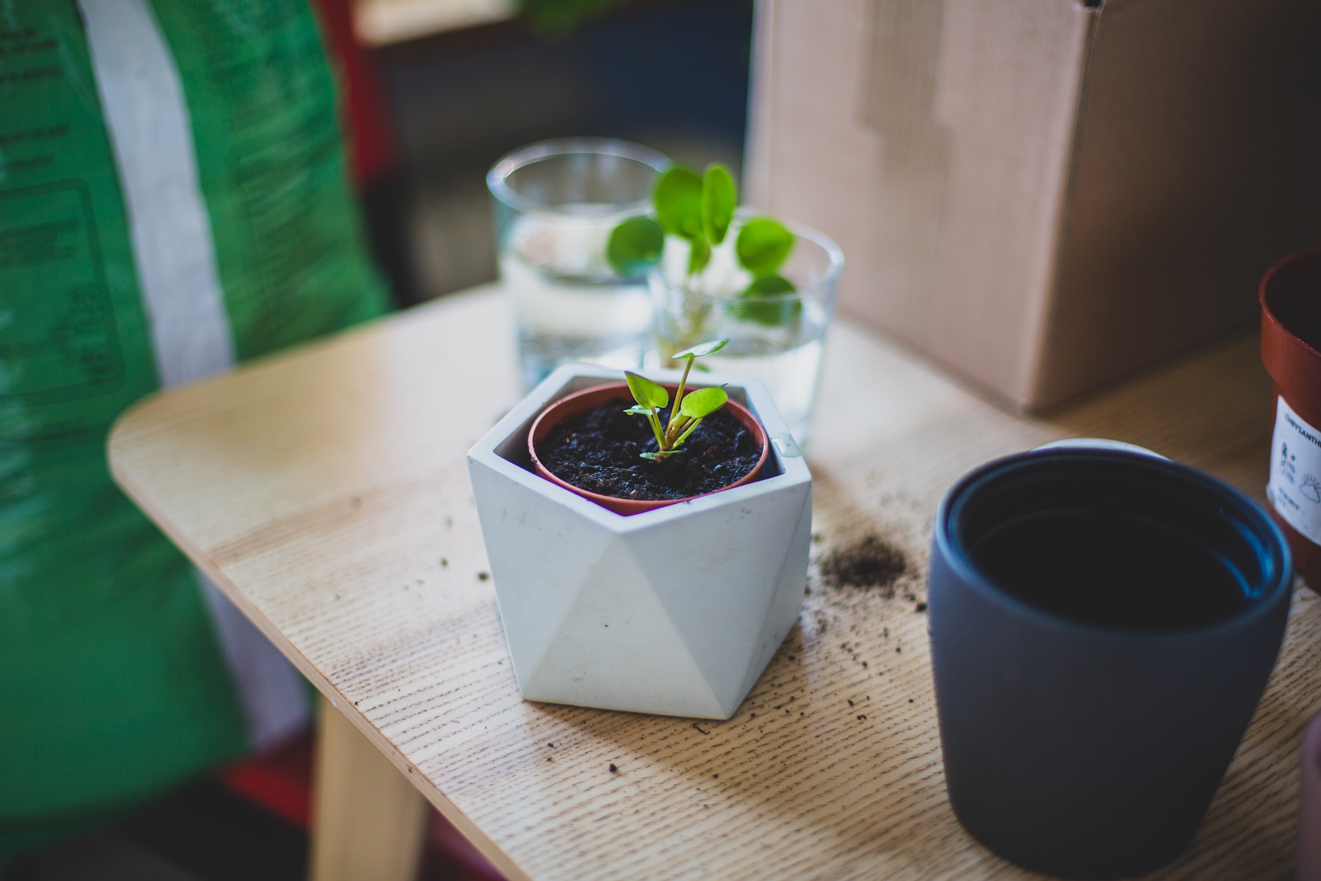 Small pilea plant in a geometric planter