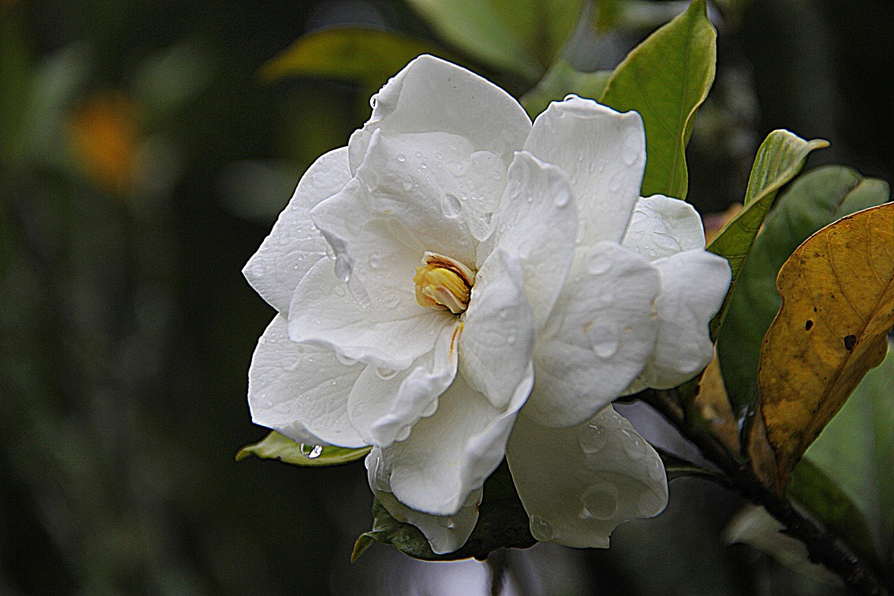 A white gardenia flower with dew drops