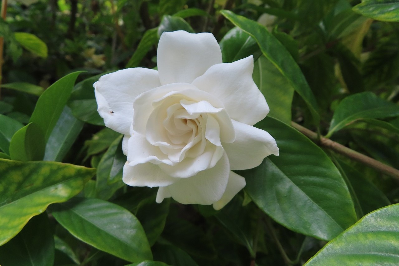 A white gardenia flower
