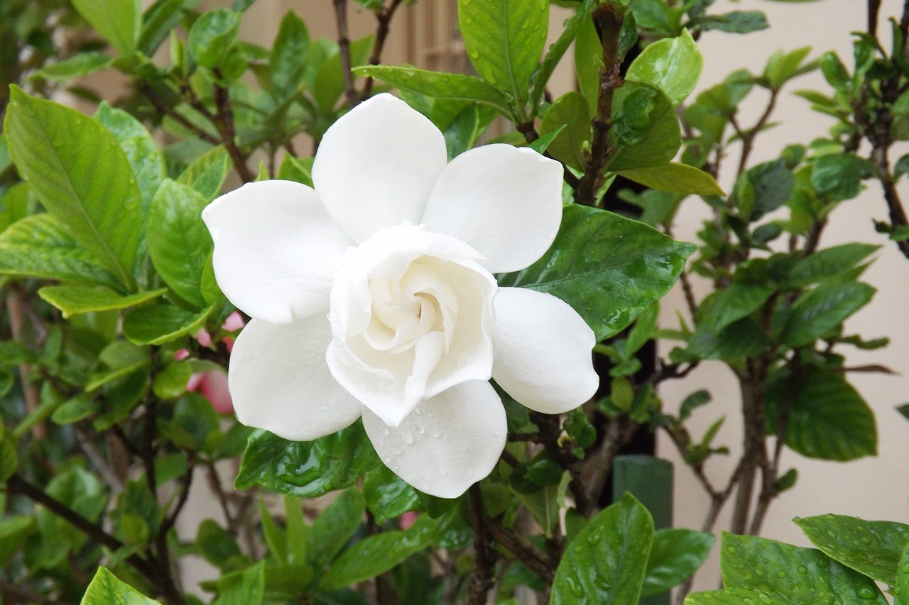 A white gardenia flower