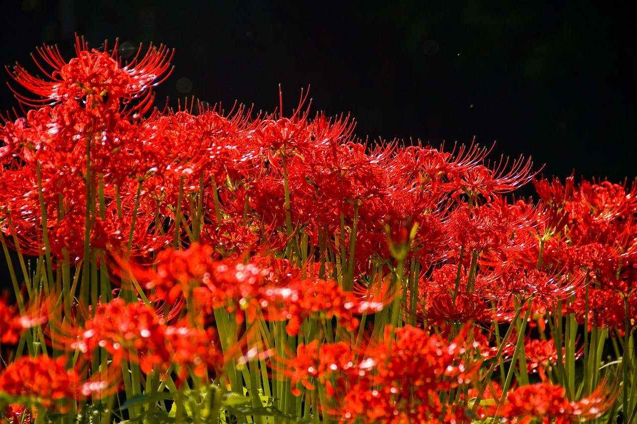 A field of red spider lilies