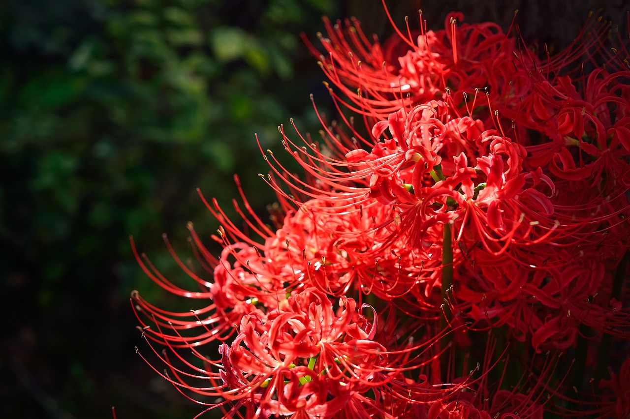 Red spider lilies