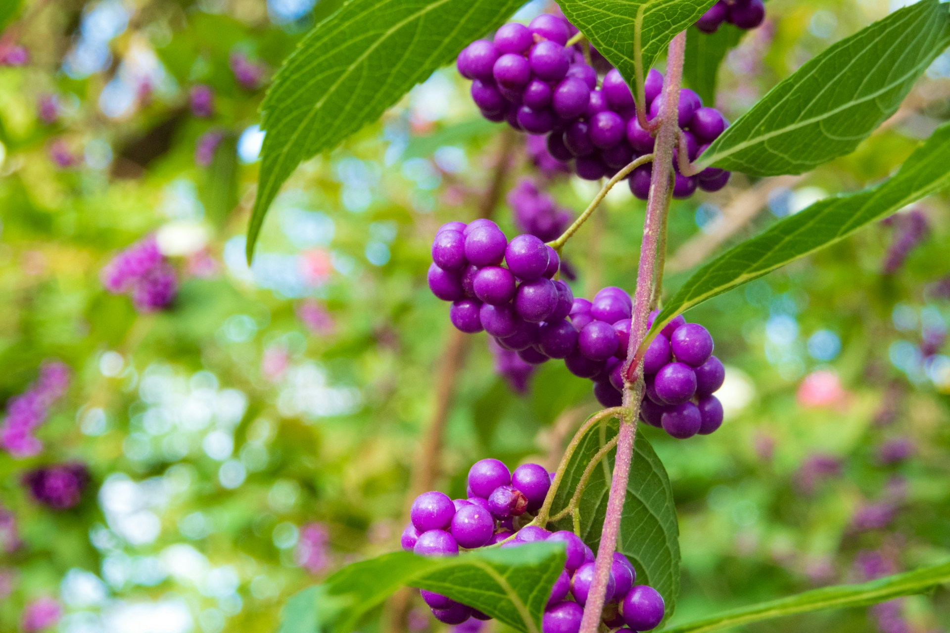 Purple beautyberry berries