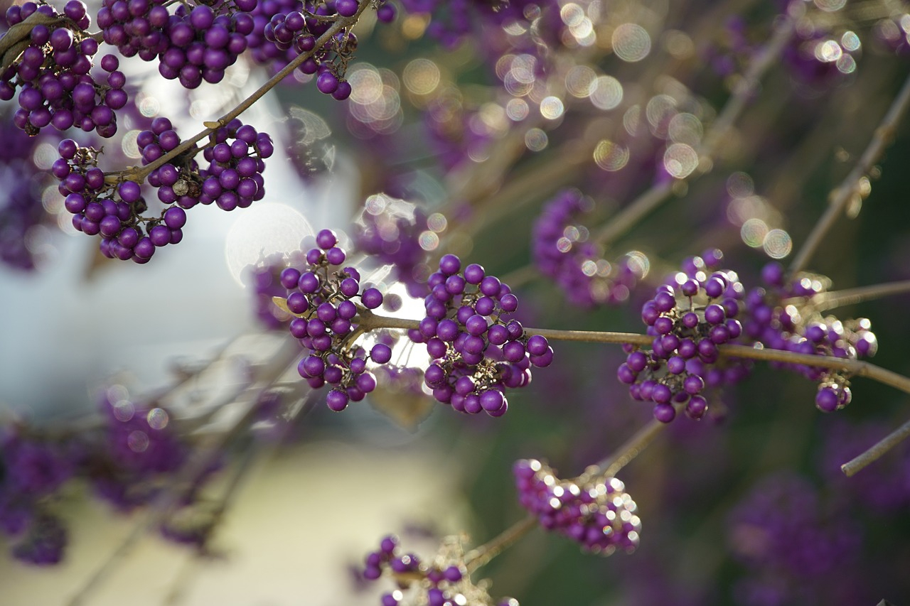 Beautyberry shrub with purple berries and no leaves