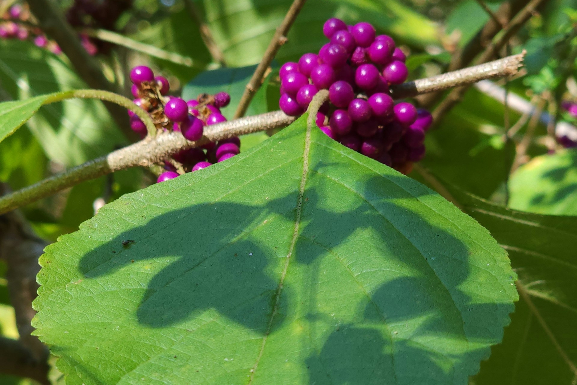 Beautyberry shrub with purple berries