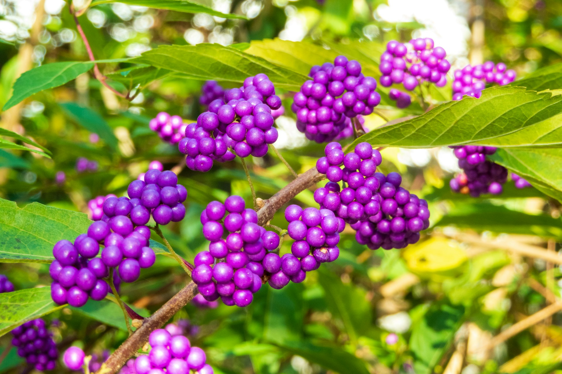 Purple beautyberry fruits
