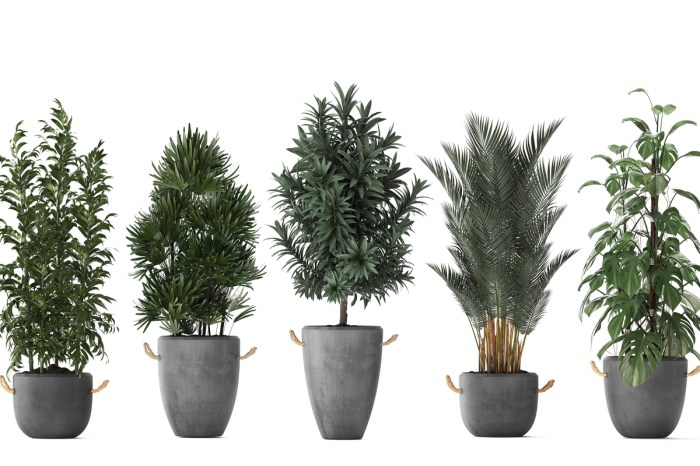 Five small potted trees on a white background