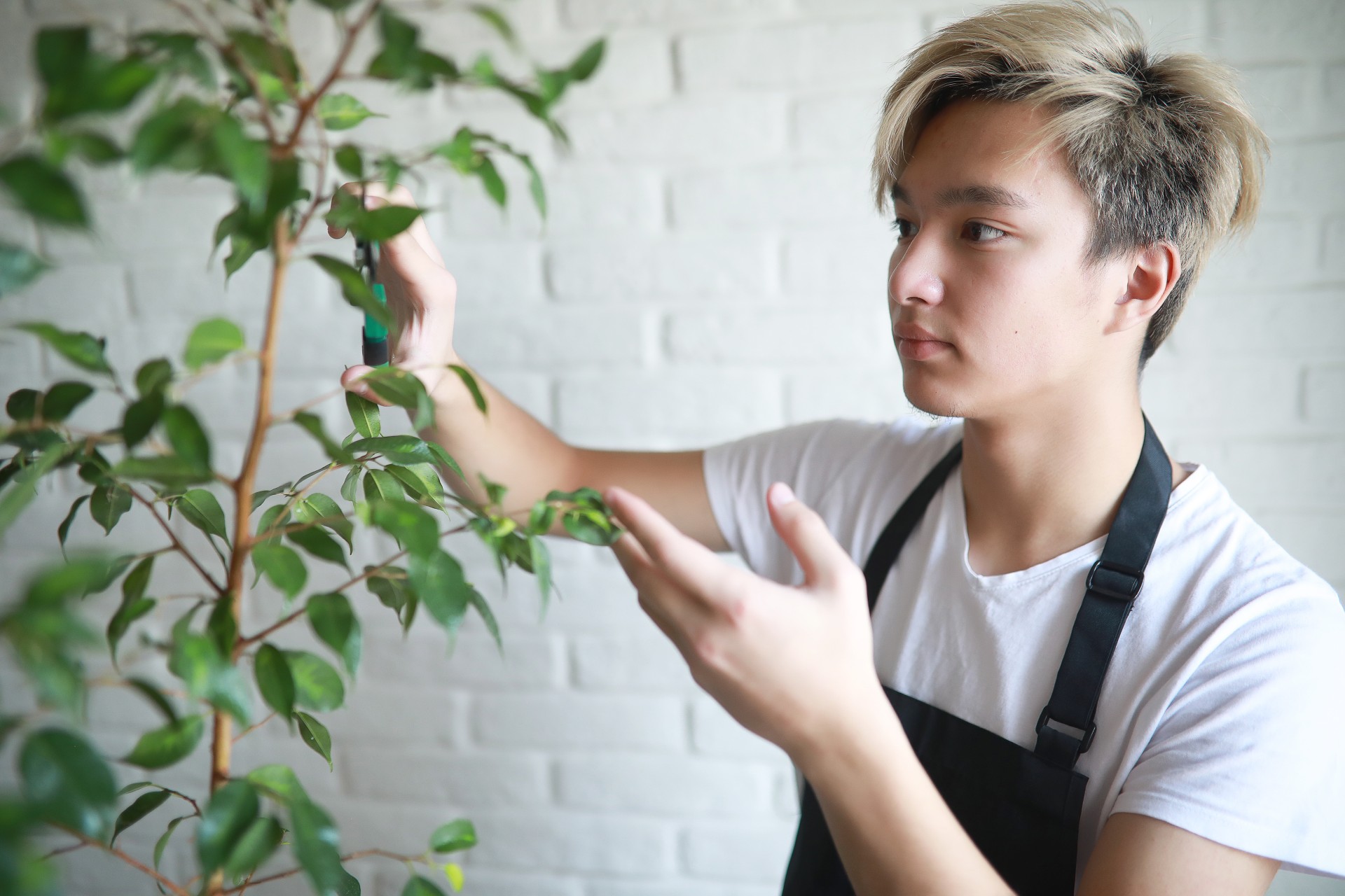 Man inspecting his houseplant