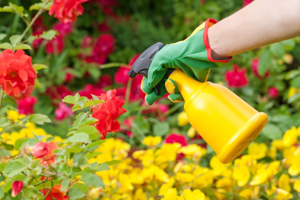 Spray bottle being used on garden plants