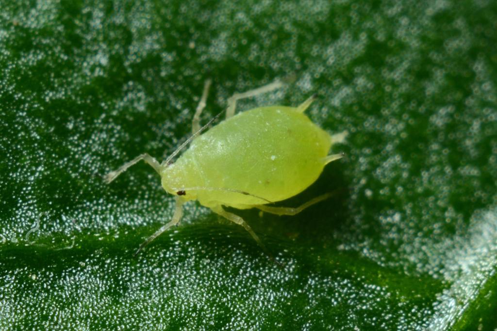 Small green aphid on a dark green leaf