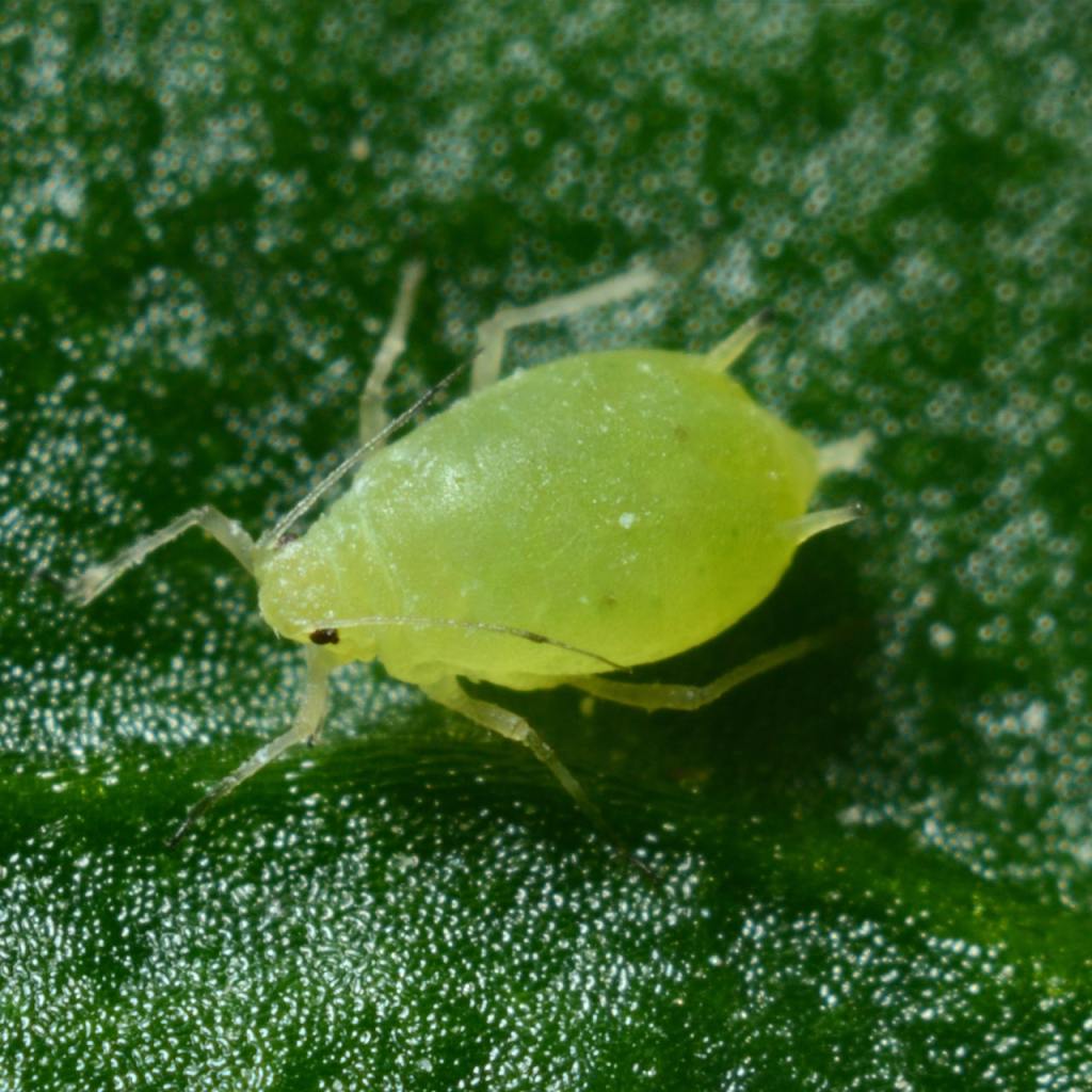 Small green aphid on a dark green leaf