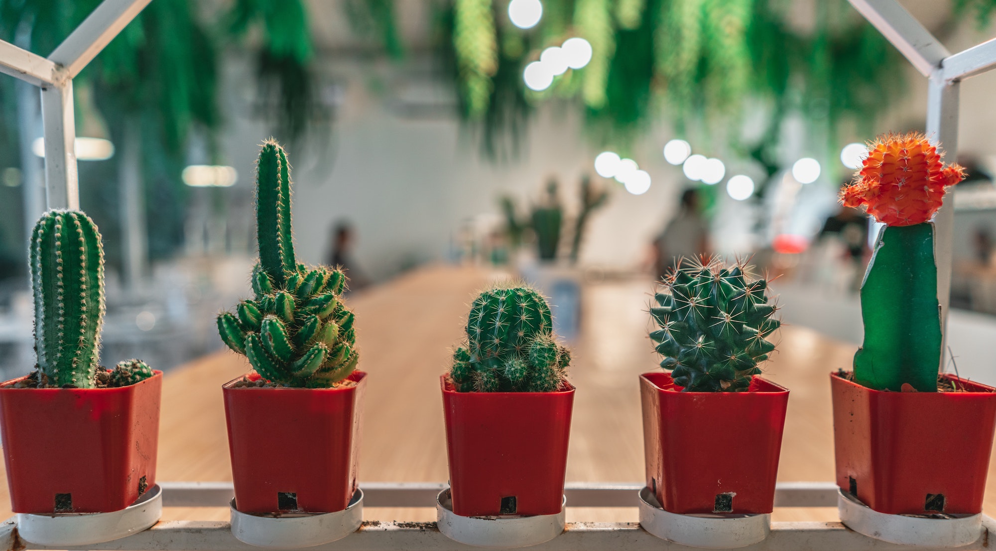assorted cactuses in orange planters