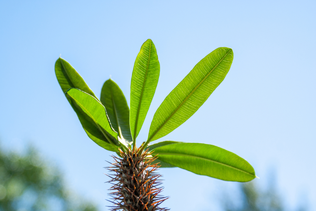 Baby Madagascar palm leaves