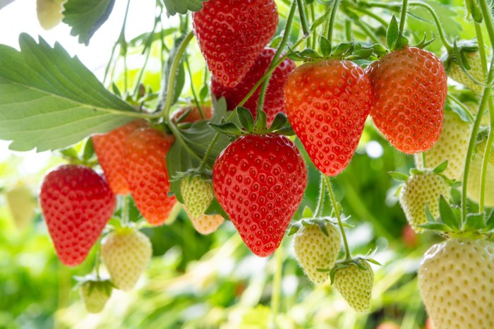 Red and green strawberries on vines