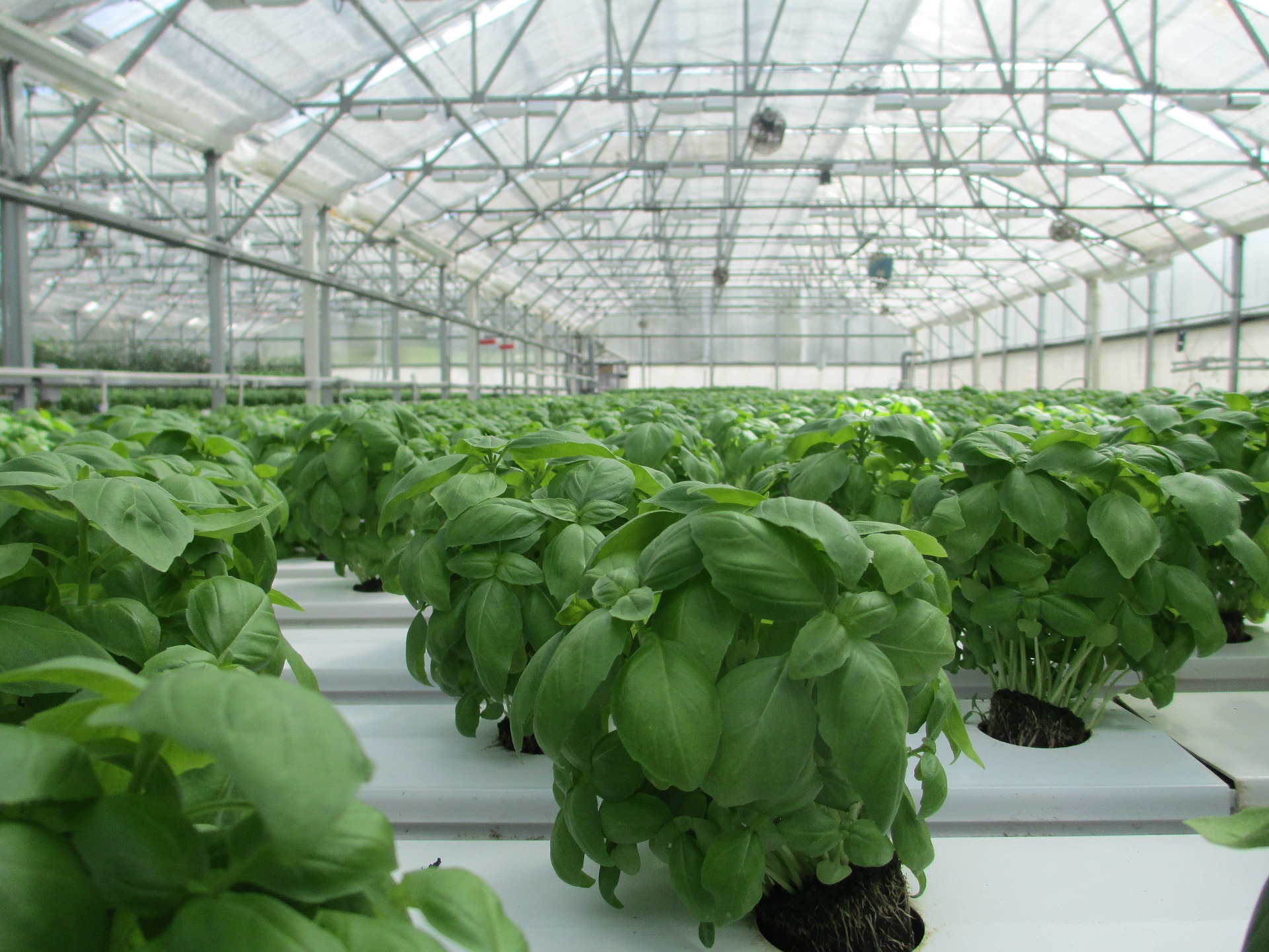 Basil growing in a greenhouse