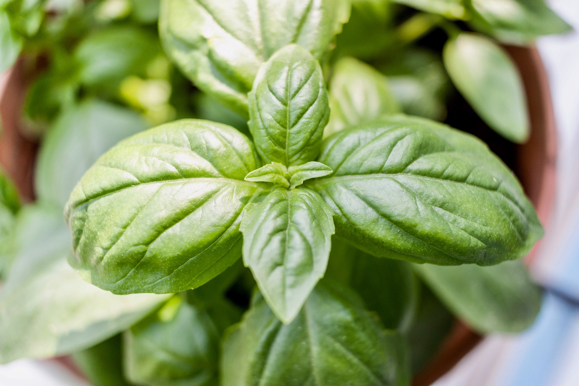 basil in a pot